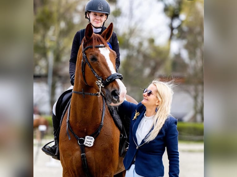 Warmblood eslovaco Yegua 12 años 169 cm Alazán in Rybnik