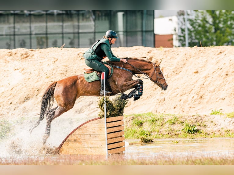 Warmblood eslovaco Yegua 12 años 169 cm Alazán-tostado in Susice