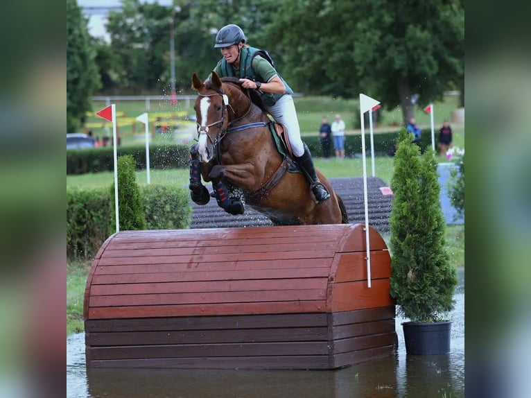 Warmblood eslovaco Yegua 12 años 169 cm Alazán-tostado in Susice