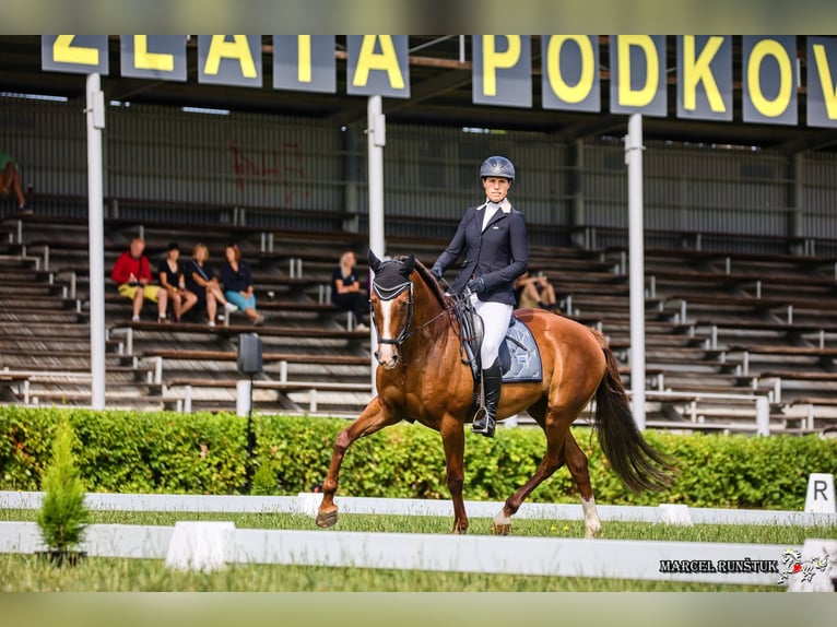 Warmblood eslovaco Yegua 12 años 169 cm Alazán-tostado in Susice