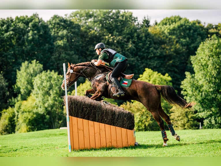 Warmblood eslovaco Yegua 12 años 169 cm Alazán-tostado in Susice