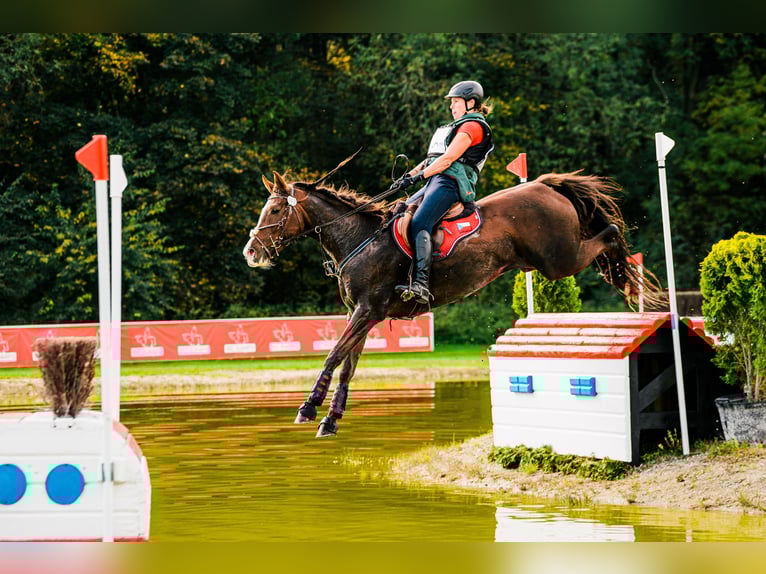 Warmblood eslovaco Yegua 12 años 169 cm Alazán-tostado in Susice