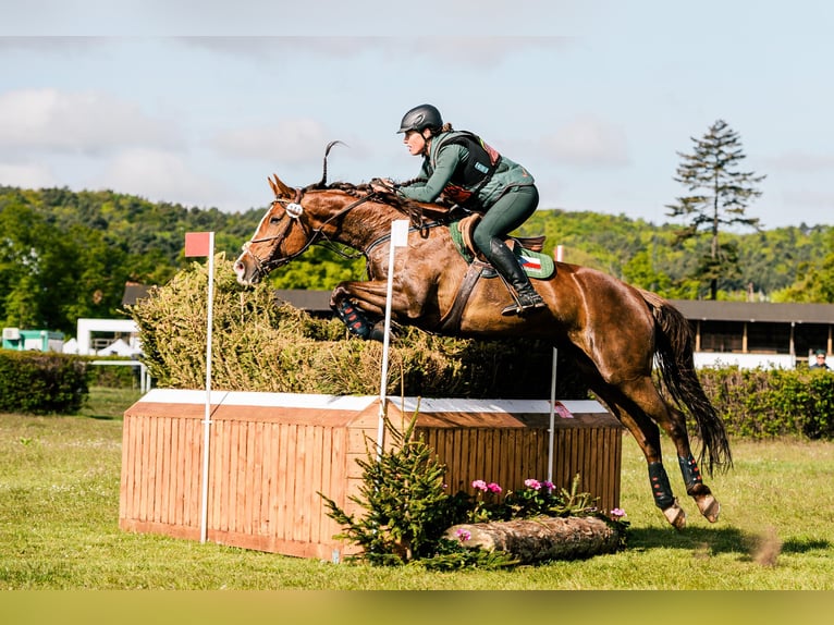 Warmblood eslovaco Yegua 12 años 169 cm Alazán-tostado in Susice