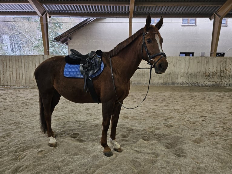 Warmblood eslovaco Yegua 14 años 167 cm Alazán in Breitenfurt bei Wien