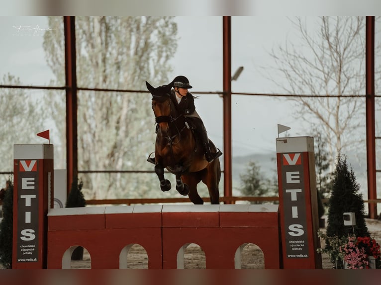 Warmblood eslovaco Yegua 15 años 175 cm Castaño oscuro in Ko&#x161;ice
