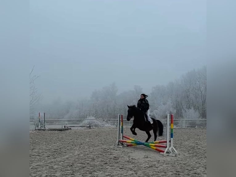Warmblood eslovaco Yegua 18 años 167 cm Castaño oscuro in Teplice