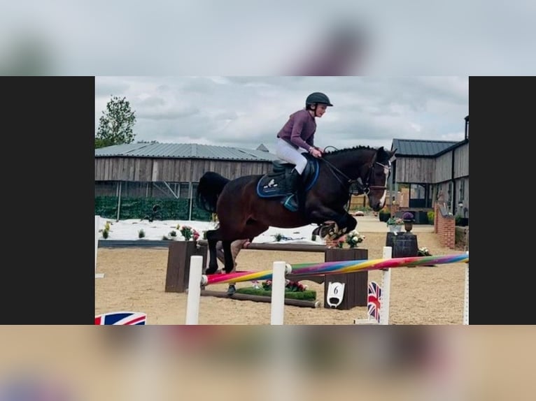 Warmblood eslovaco Yegua 4 años 146 cm Castaño oscuro in GROTE-BROGEL