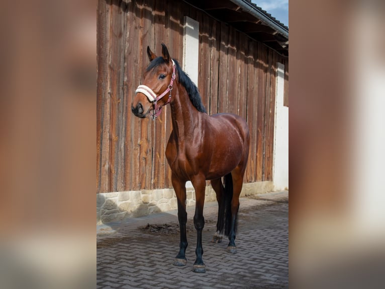 Warmblood eslovaco Yegua 4 años Castaño rojizo in Applegate