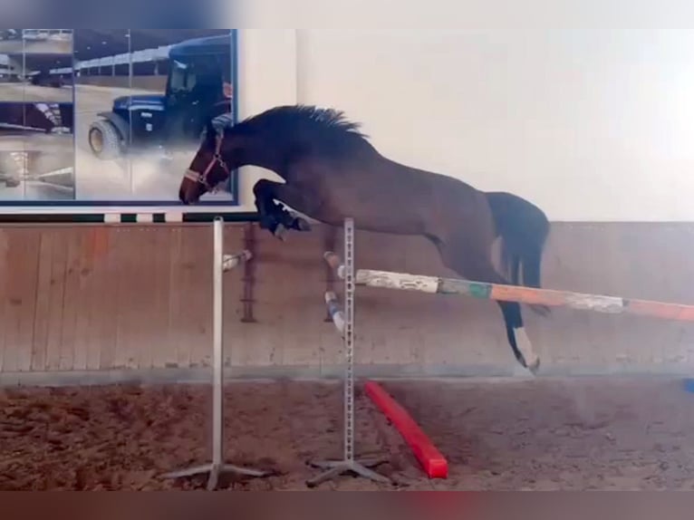 Warmblood eslovaco Yegua 5 años 164 cm Castaño rojizo in Dryfork