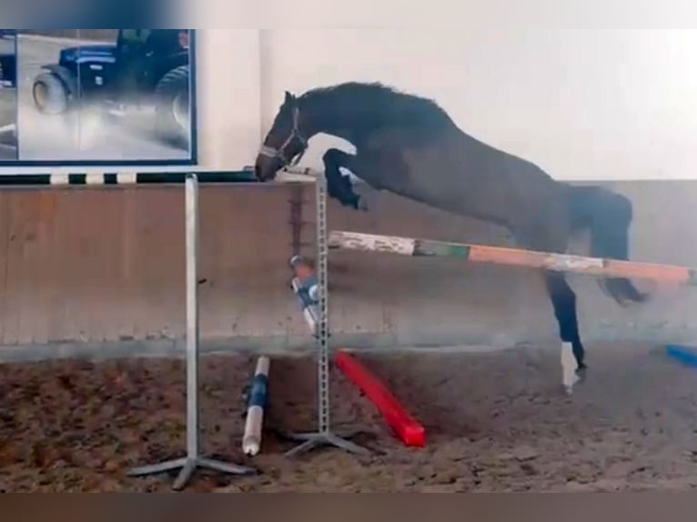 Warmblood eslovaco Yegua 5 años 164 cm Castaño rojizo in Dryfork