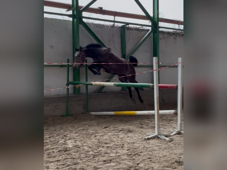 Warmblood eslovaco Yegua 5 años 166 cm Tordo in Bratislava