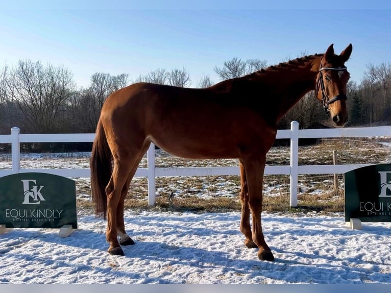 Warmblood eslovaco Yegua 5 años 169 cm Alazán-tostado in Prague