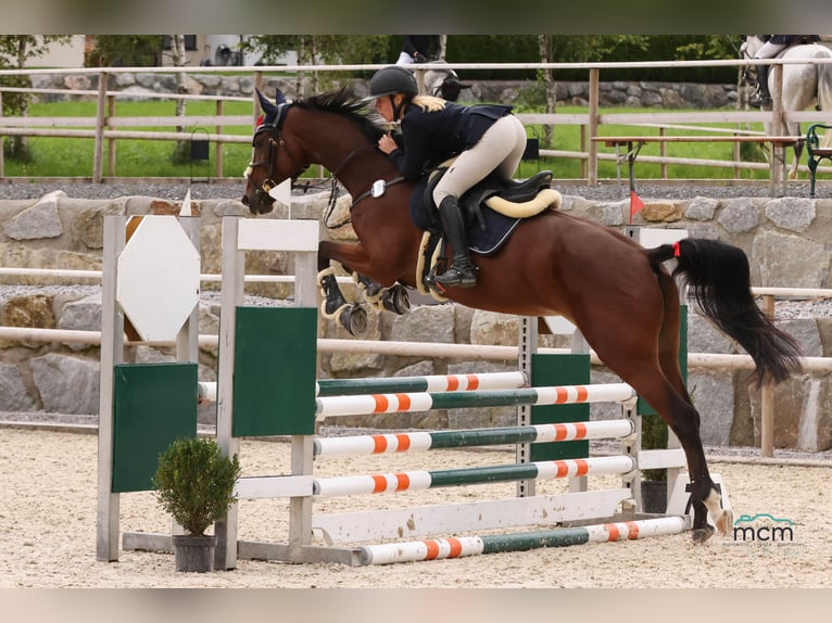 Warmblood eslovaco Yegua 5 años 170 cm Castaño in Aldrans