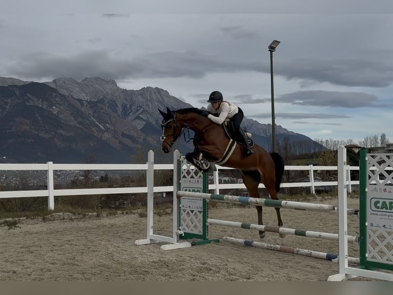 Warmblood eslovaco Yegua 5 años 170 cm Castaño in Aldrans