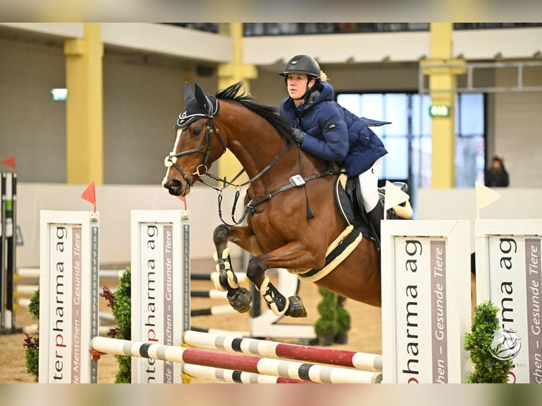 Warmblood eslovaco Yegua 5 años 170 cm Castaño in Aldrans