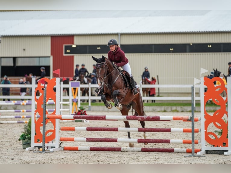 Warmblood eslovaco Yegua 6 años 160 cm Castaño rojizo in Liptovský Mikuláš