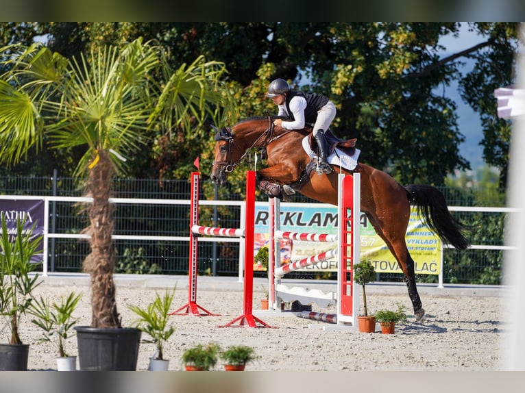 Warmblood eslovaco Yegua 6 años 166 cm Castaño rojizo in Presov