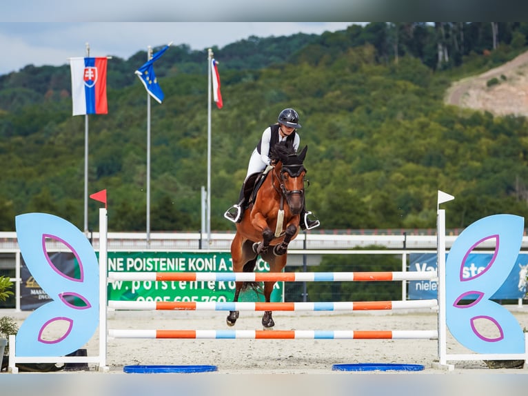 Warmblood eslovaco Yegua 7 años 165 cm Castaño rojizo in Vígľaš