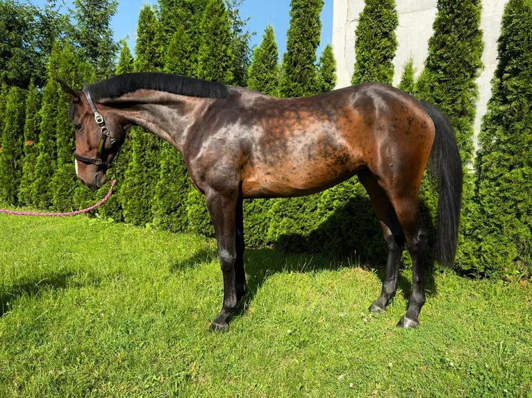 Warmblood eslovaco Yegua 7 años 175 cm Castaño oscuro in Bratislava