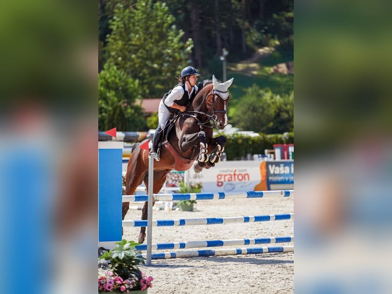 Warmblood eslovaco Yegua 7 años 175 cm Castaño oscuro in Bratislava