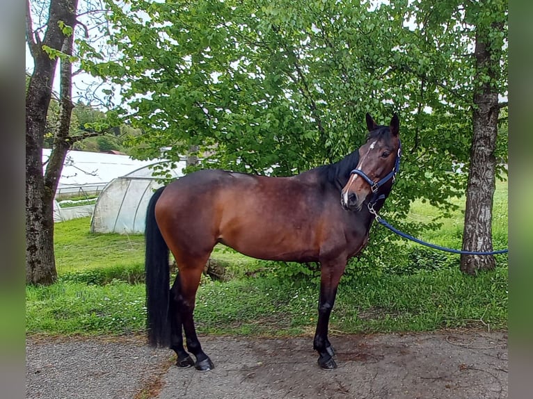 Warmblood eslovaco Yegua 8 años 164 cm Castaño oscuro in Bottenwil