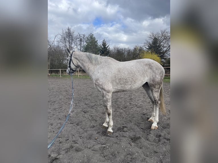 Warmblood eslovaco Yegua 8 años 167 cm Tordo in Ústecký kraj