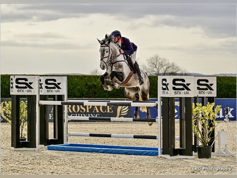Warmblood eslovaco Yegua 8 años Tordo in Lower Sparr Farm Wisborough Green, Billingshurst