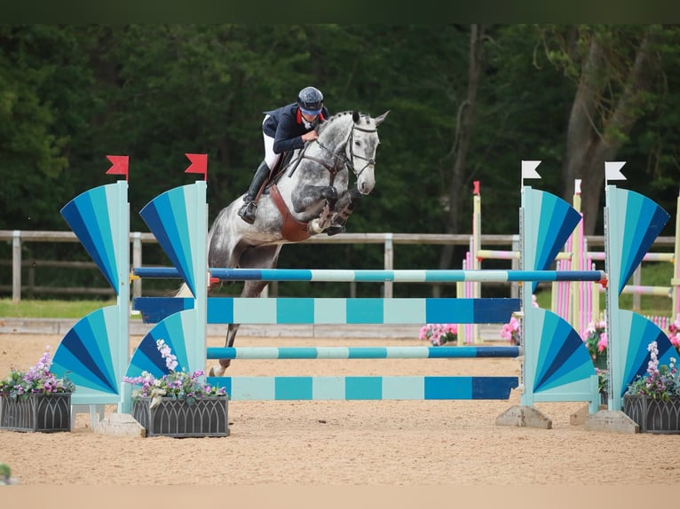 Warmblood eslovaco Yegua 8 años Tordo in Lower Sparr Farm Wisborough Green, Billingshurst