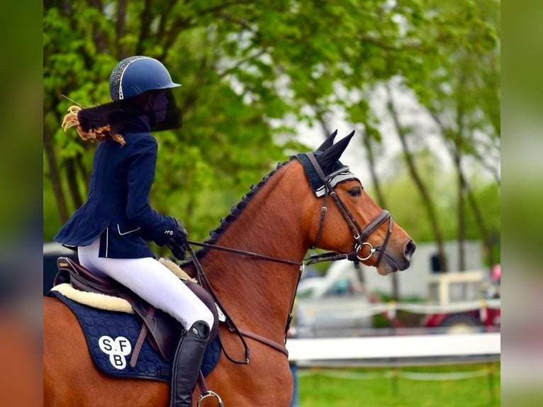 Warmblood eslovaco Yegua 9 años 168 cm Castaño in Babenhausen