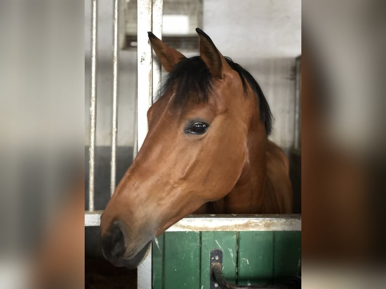 Warmblood eslovaco Yegua 9 años 168 cm Castaño in Babenhausen