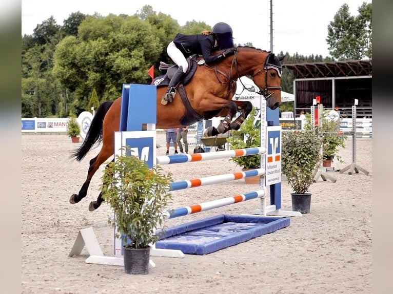 Warmblood eslovaco Yegua 9 años 168 cm Castaño in Babenhausen