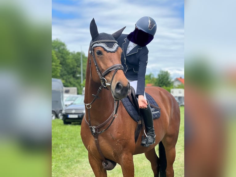 Warmblood eslovaco Yegua 9 años 168 cm Castaño in Babenhausen