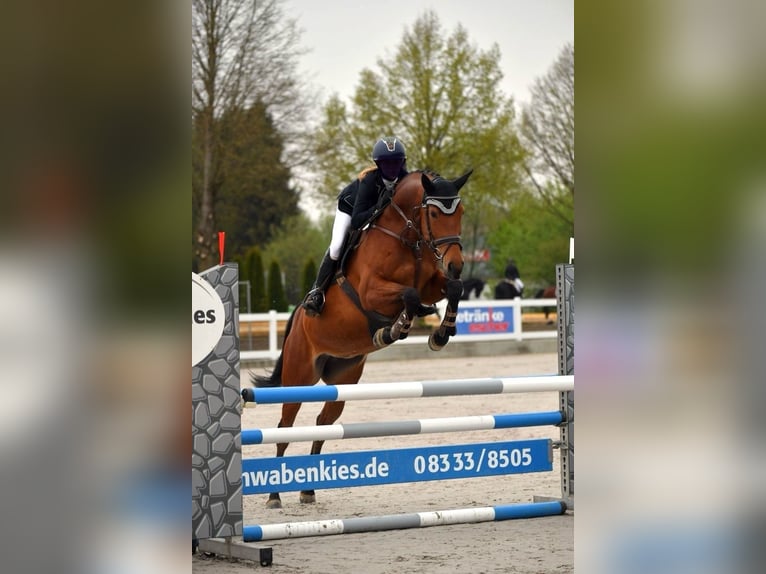 Warmblood eslovaco Yegua 9 años 168 cm Castaño in Babenhausen