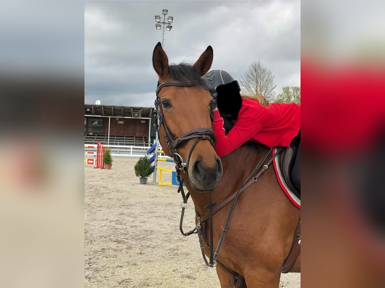 Warmblood eslovaco Yegua 9 años 168 cm Castaño in Babenhausen