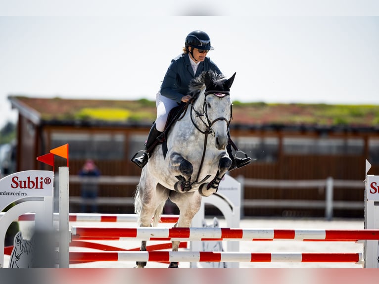 Warmblood eslovaco Yegua 9 años 172 cm Tordo in Obrok