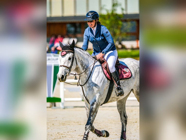 Warmblood eslovaco Yegua 9 años 172 cm Tordo in Obrok