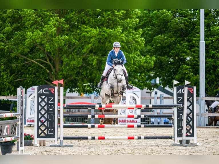 Warmblood eslovaco Yegua 9 años 172 cm Tordo in Obrok