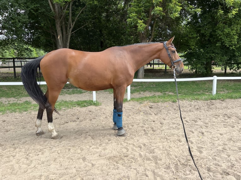Warmblood eslovaco Yegua 9 años 175 cm Castaño rojizo in Budapest