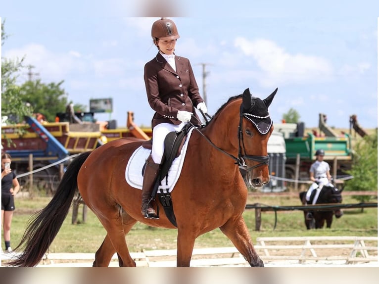 Warmblood eslovaco Yegua 9 años 175 cm Castaño rojizo in Budapest