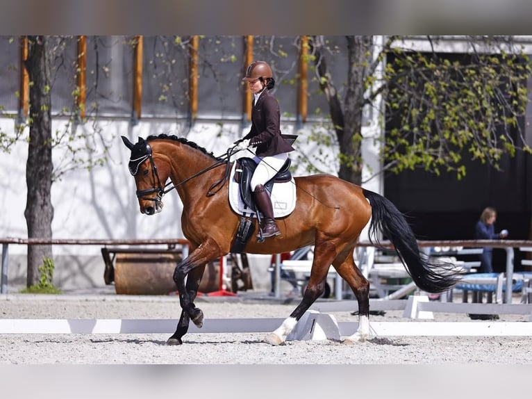 Warmblood eslovaco Yegua 9 años 175 cm Castaño rojizo in Budapest