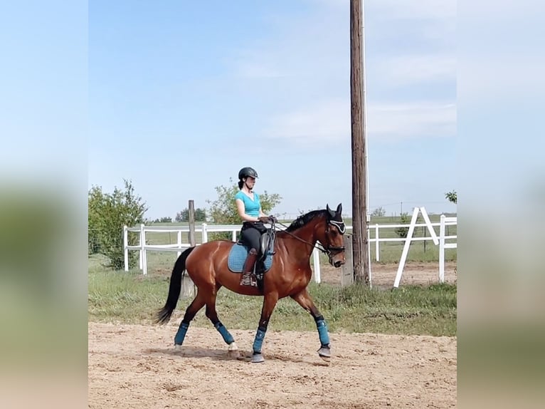 Warmblood eslovaco Yegua 9 años 175 cm Castaño rojizo in Budapest