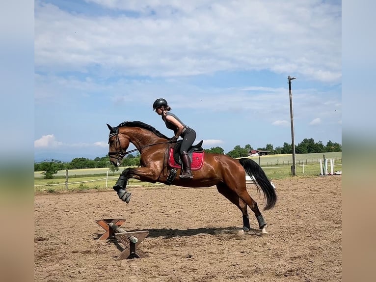 Warmblood eslovaco Yegua 9 años 175 cm Castaño rojizo in Budapest