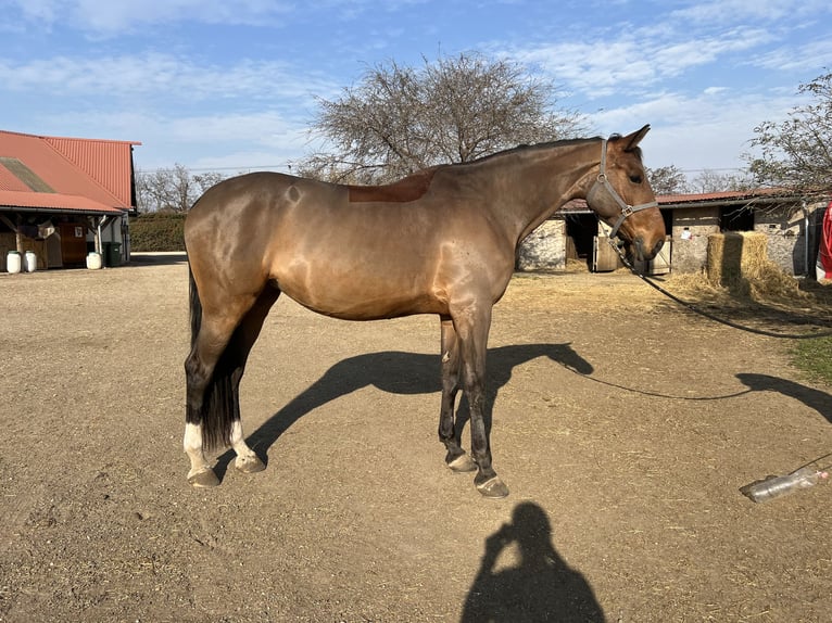 Warmblood eslovaco Yegua 9 años 175 cm Castaño rojizo in Budapest