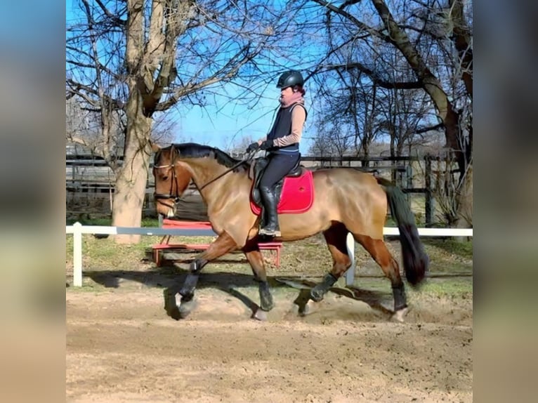 Warmblood eslovaco Yegua 9 años 175 cm Castaño rojizo in Budapest