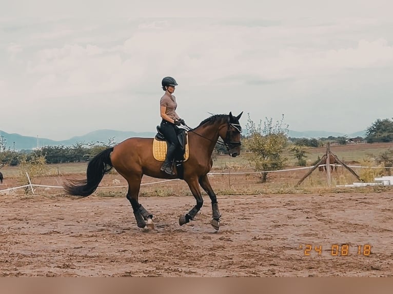Warmblood eslovaco Yegua 9 años 175 cm Castaño rojizo in Budapest