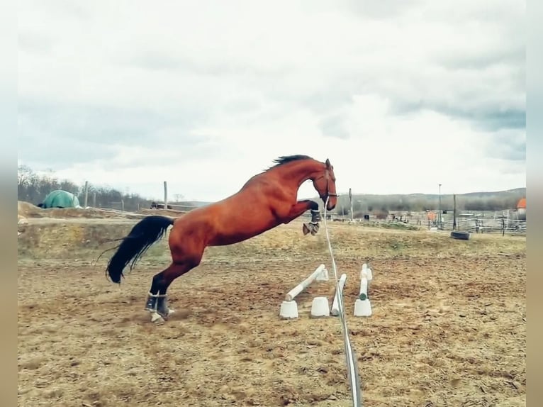 Warmblood eslovaco Yegua 9 años 175 cm Castaño rojizo in Budapest