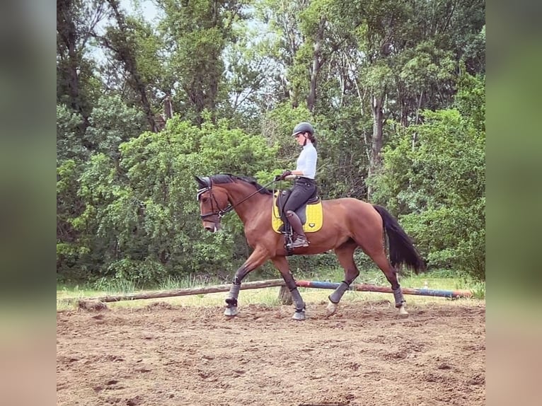 Warmblood eslovaco Yegua 9 años 175 cm Castaño rojizo in Budapest
