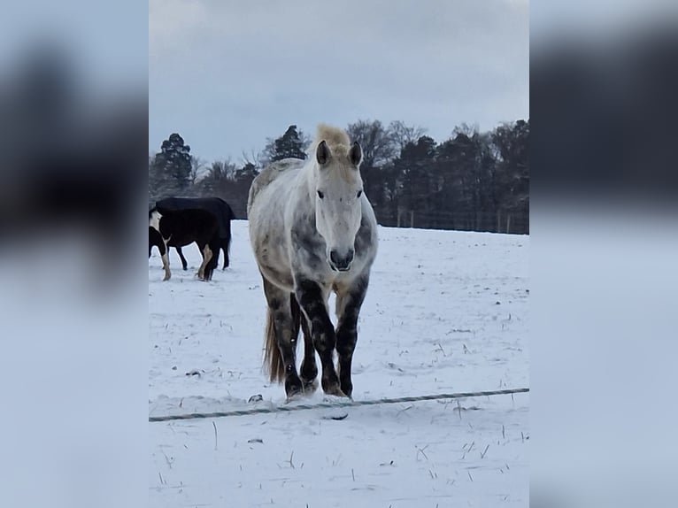 Warmblood pesado Mestizo Caballo castrado 10 años 163 cm Tordo rodado in Kaiserslautern