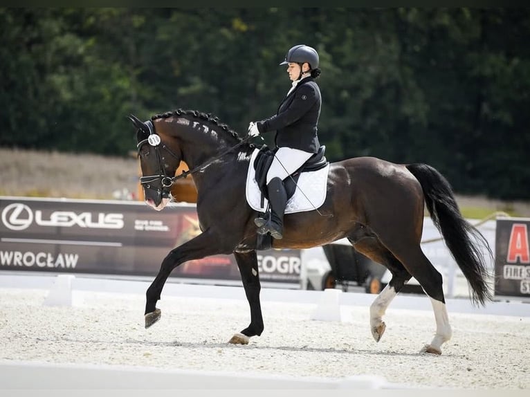 Warmblood pesado Caballo castrado 10 años 164 cm Castaño in Wałbrzych