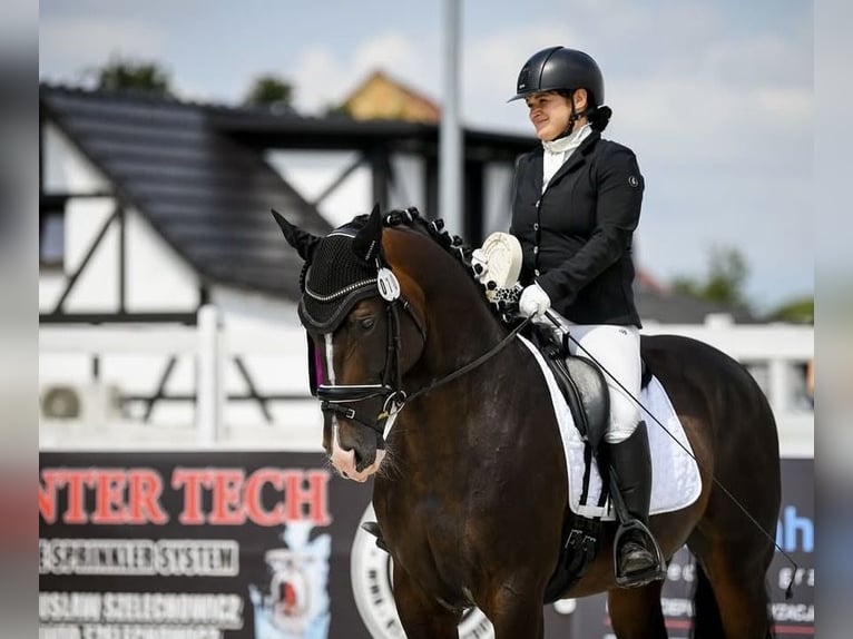Warmblood pesado Caballo castrado 10 años 164 cm Castaño in Wałbrzych